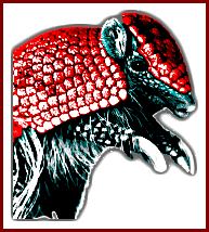 armadilloO