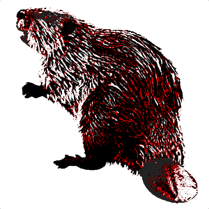 Beaver