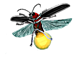 Firefly