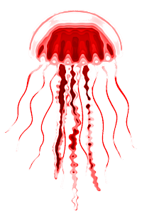 jellyfish
