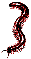 Millipede