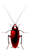 Cockroach