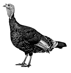 TurkeyHen