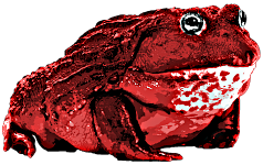 African Bullfrog_red