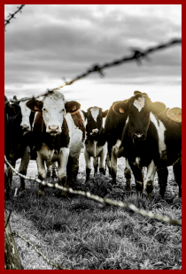 Cow Fence_Theo Leconte