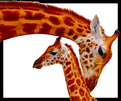 giraffe2