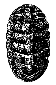 Chiton