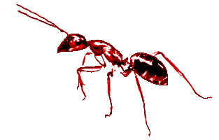 Ant