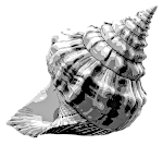 Conch4