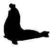 elephantseal3