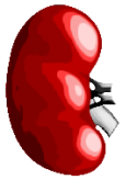 kidney