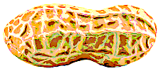 Peanut