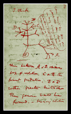 DarwinTree