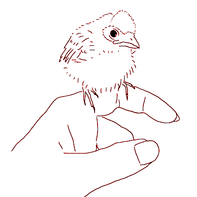 Bird_r