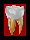 MolarS