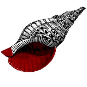 Conch3