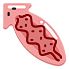 flatworm