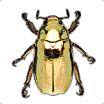 ScarabBlonde