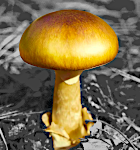 MushroomGolden