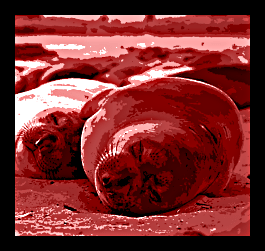 elephantseal1