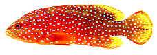 GrouperCoral