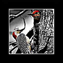 Woodpeckers