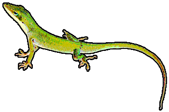 Anole