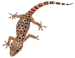 GeckoMediterranean