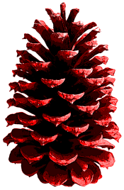 PineCone