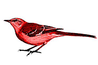 Mockingbird