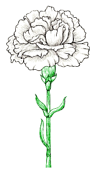 Carnation