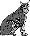 lynx2